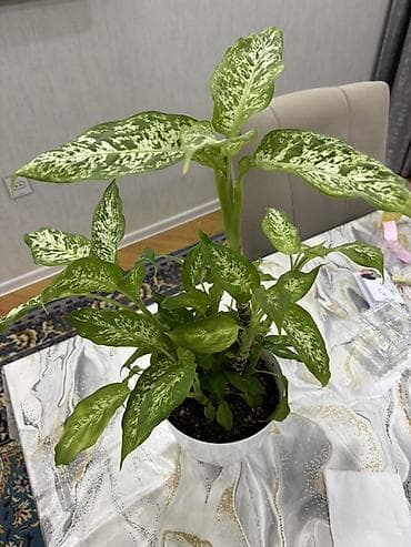 diffenbaxiya bitkisi haqqinda melumat: Dieffenbachia (ağ xallı tropik otaq bitkisi) - Növ: Dieffenbachia — 10