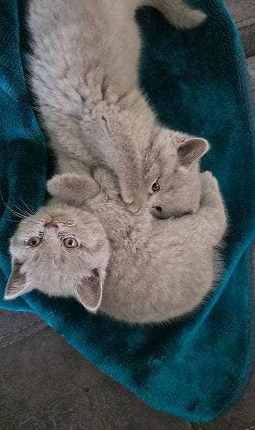 Pişiklər: Britan — 4