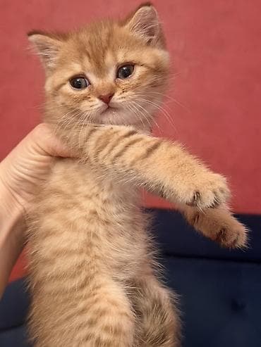 heyvan qirxan: Britan — 6