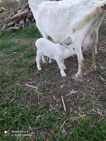 Sanen Südlük keçi – bala ilə birlikdə - Cins: ağ südlük keçi Saanen