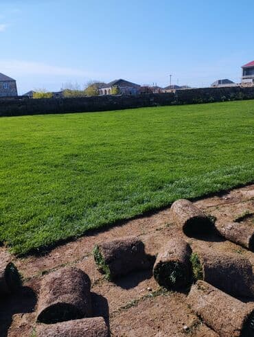 suni qazon qiyməti: Rulon qazon - Peşəkar qazon plantasiyasından kəsilib rulon halında — 7