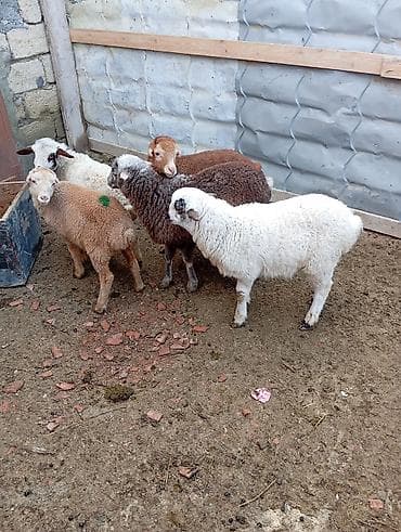 quzu qiymətləri: 4erkəyn1dişi Təsvir: - Şəkillərdə 6 baş quzu görünür: ağ, ağ-qara — 4