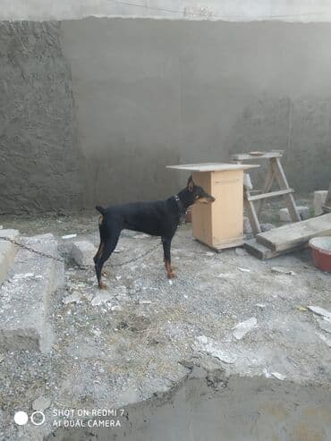 доберман купить: Doberman, 1 il, Dişi, Peyvəndli, Ünvandan götürmə — 1