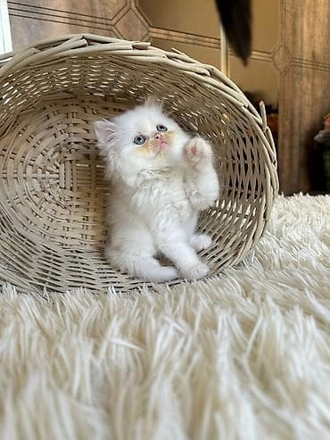 Gəmiricilər: Fars — 2