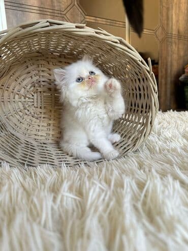 şotlan pişik: Şotland yastı qulaq, Erkək, Dişi, Yaxşı əllərə, Ünvandan götürmə, Pulsuz çatdırılma, Ödənişli çatdırılma — 190