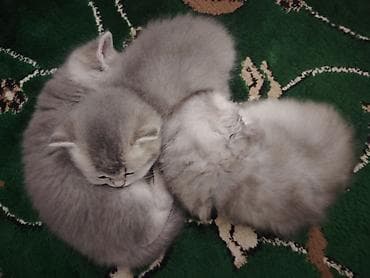 Pişiklər: Britan — 5