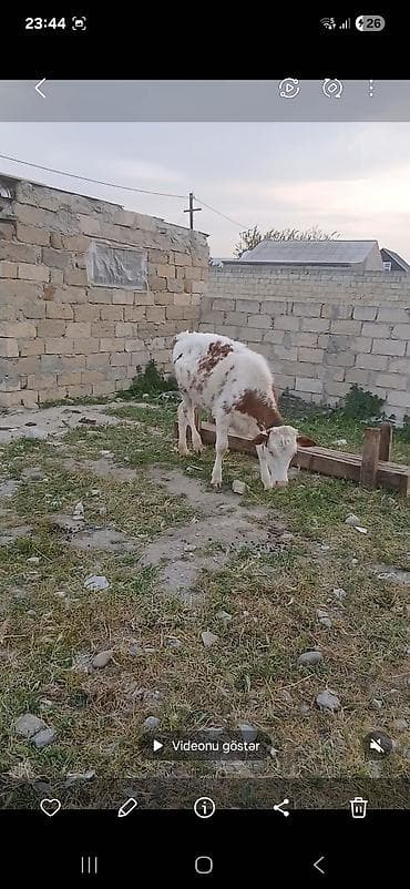 semental dana: Satlıq heyvan – qaramal (dana/öküz) - Növ: Qaramal - Yaş qrupu: Gənc — 2