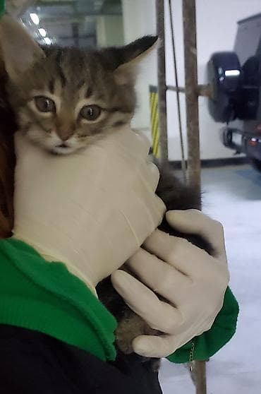 anqora pisik: Tabbi, Erkək, Dişi, Yaxşı əllərə, Ünvandan götürmə, Pulsuz çatdırılma — 2