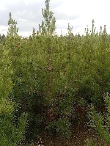 ucuz əşyalar: Şam (pine) tingləri – iynəyarpaq landşaft ağacı - Növ: Şam ağacı — 1