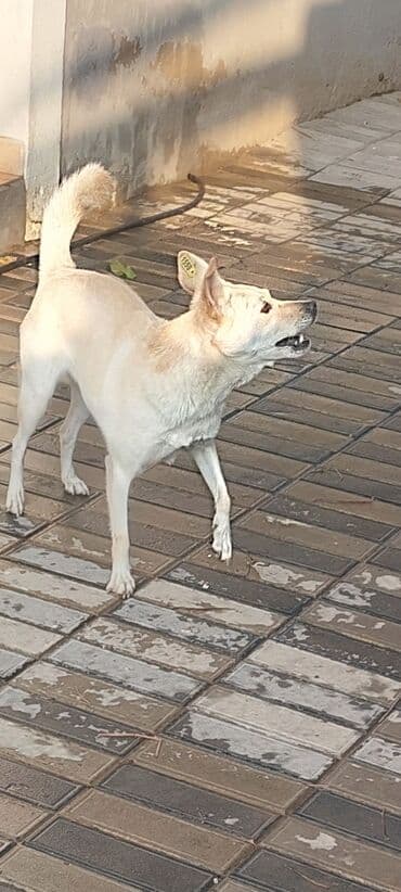 menali it adlari: Paroda ile qarışiq dişi həyəti qorumaq üçün it 1 yaş.Hürən — 1