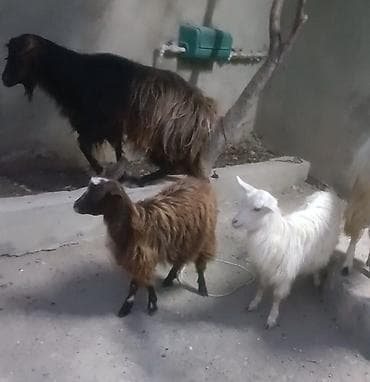 keçi: Cavan heyvan Əkiz bala baların ikisdə dişi Heyvaları gözü qabağında — 2