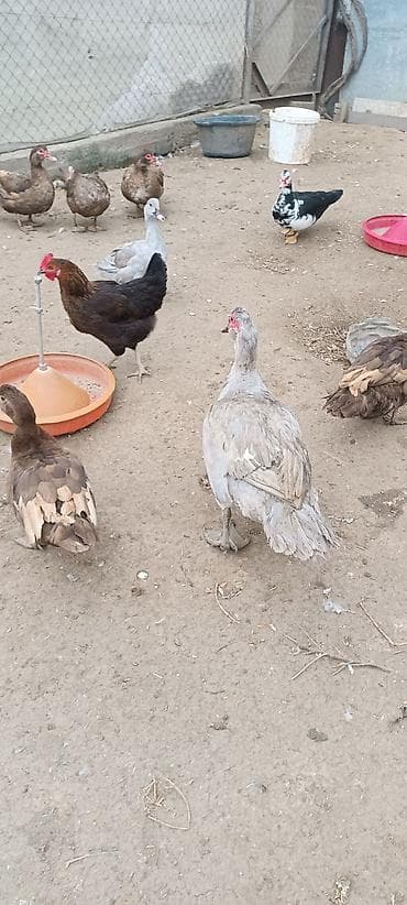 Akvariumlar: Muscovy (hinduşqa ördəyi) ördəkləri – boz/gümüşü və qəhvəyi rənglərdə — 3