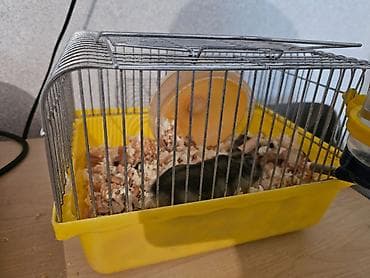 dele heyvan: Hamsterlər – 1 erkək, 1 dişi, qəfəsi ilə birlikdə. - Balaları var. - — 2