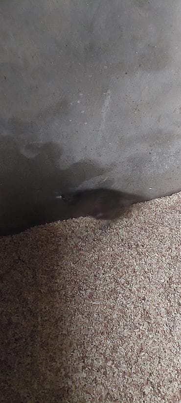 bildircin balası: Məhsul: Cücələrin saxlanması üçün balaca beton qəfəs/bölmə Təsvir: - — 4