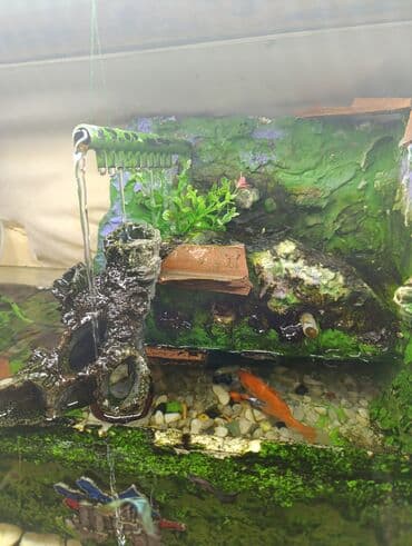 аквариум без рыб: Akvarium komplekti – dekorativ şəlaləli - Şüşə akvarium: uzunsov — 2