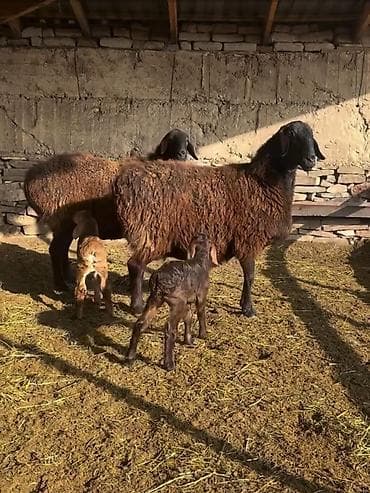 at balaları: Saxlama üçün damda bəslənən, yerli ətlik istiqamətli qoyunlar – — 5