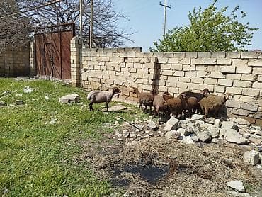 Qoyun sürüsü satılır Salam 5 qoyun 5 qüzû satılır ünvan novxanı cavan