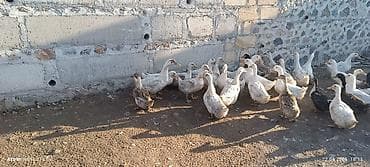 etlik cuceler: Ördek sürüsü – kənd təsərrüfatı üçün - Növlər: ağırlıqlı olaraq ağ və — 3