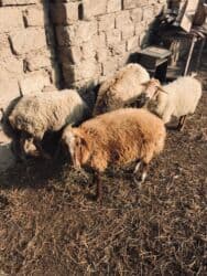 romanov qoyunlari azerbaycanda satisi: Dişi, il: 3, 35 kq, Damazlıq, Ünvandan götürmə — 1