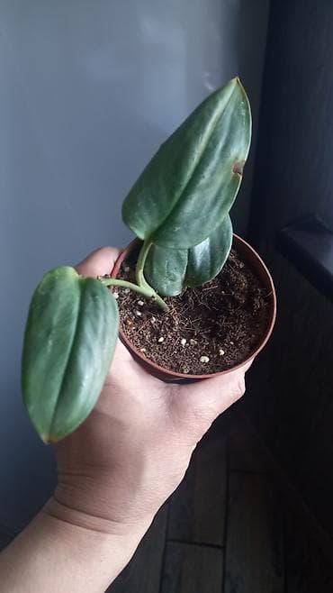 bamya toxumu nədir: Philodendron verrucosum “Incisi” (kök üstü balaca şitil, saksıda) - — 1