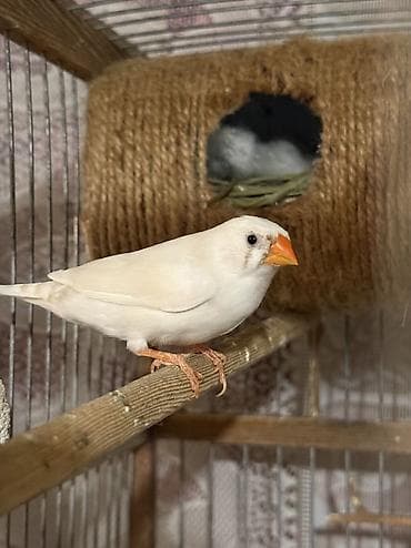 Gəmiricilər: Məhsul: Ev quşları – tutuquşu və zebr ispinozu (çeşidli rənglər) — 7