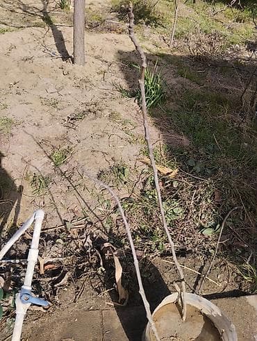 Baklar və çənlər: Məhsul: Çubuq dayaq dəsti – sarmaşıq və dırmaşan bitkilər üçün — 7