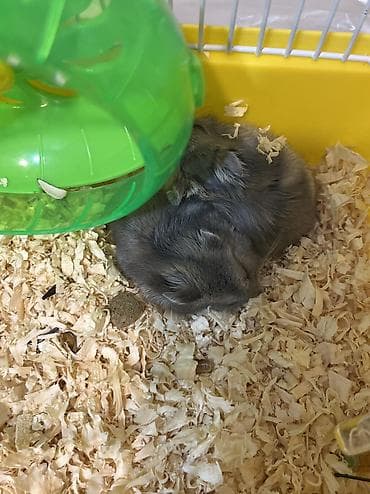 pisiy evleri: (cücə) hamsterləri – cütlük -Hamsterlər 5 azndir. - Növ: cırtdan — 3