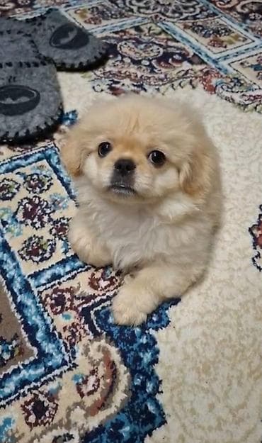 qoyun satisi: Pekines, 2 ay, Erkek — 2