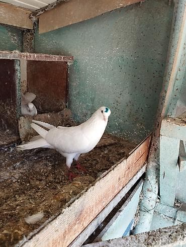 sarı quş: 19 tük erkey uzun stoykali heyvandi — 3