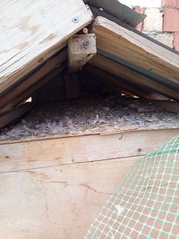 göyərçin yuvaları: Salam.gördüyünüz quş damı satılır qiyməti 50 manat və satdıq 8 dənədə — 4