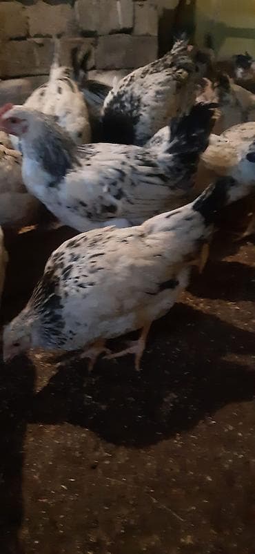 Qazlar: Toyuq, Yumurtalıq, Ünvandan götürmə — 4