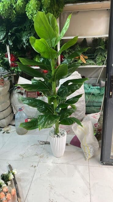 bitki toxumlari: Depodan bir basa satis 70azn baslayan dekarativ suni agaclar topdan — 6