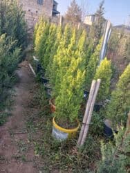 sumax ağacı: Limon yolkası — 1