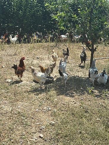 Heyvanlar: Salam çolpalar satılır 10eded çox alana endirim olacaq - Açıq havada — 3