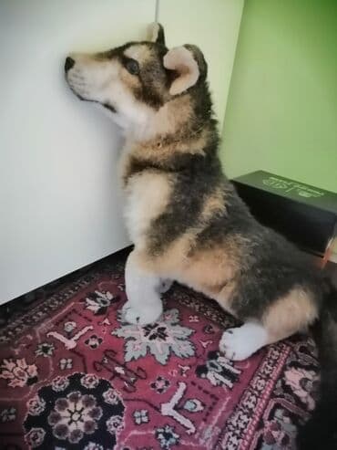 Manejlər: 20 man vatsapa yazin — 1