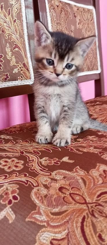 mingəcevir pişik: Şotland — 5