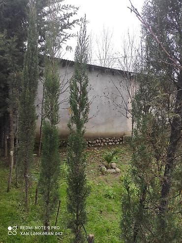 beqoniya bitkisi: Hündür dekorativ ardıc/kiparis fidanları - Növ: iynəyarpaqlı — 2