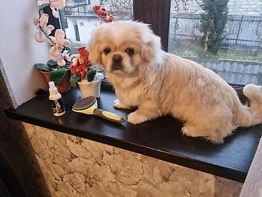 Pekines, 9 ay, Erkek, Cütləşmə üçün