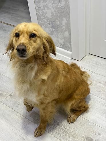 Digər heyvanlar: Labrador-retriver, 2 il, Dişi, Cütləşmə üçün — 2