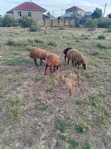 qusar heyvan satışı: Salam. 5 wuzudu biri diwidi 4du erkeydi qiymat birina ayitdi — 1