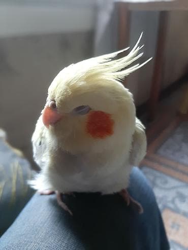 Pişiklər: Nymph paraket (cockatiel) – açıq sarı rəngli, yanaqlarda parlaq — 3