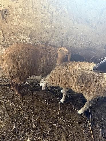 pomeryan şpits: Erkək quzulardı 2 sidə kökdülər çəkiylədə verə bilərəm ayaq ustudə — 2