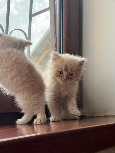 mingəcevir pişik: Şotland — 2