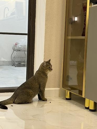 pi̇şi̇k: Qızıl şinşilla, Dişi, Ünvandan götürmə, Ödənişli çatdırılma — 2