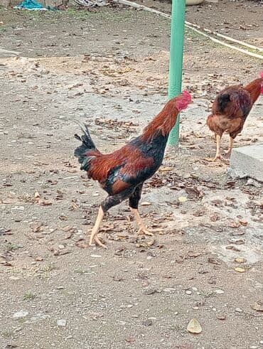 qaz ordek satisi: Səmimi həyət şəraitində saxlanılan uzunboylu, qırmızı-qara rəngli — 7