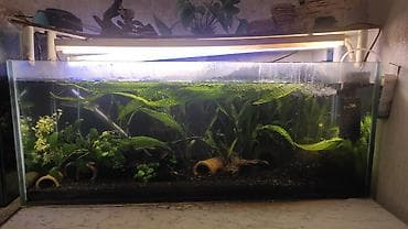 gence akvarium: Balıqlarla birlikdə, 130 l, Ünvandan götürmə — 3