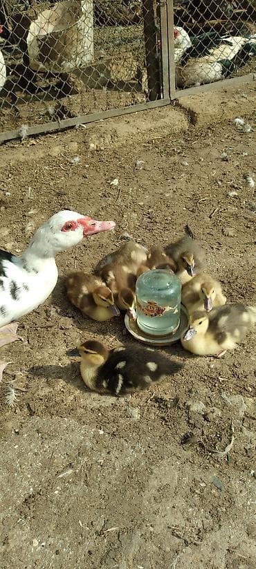 Muscovy ördəkləri – bala ördəklər - Cins: Muscovy (hind ördəyi) -