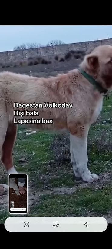 pudil it: Qafqaz çoban iti, Dişi — 3