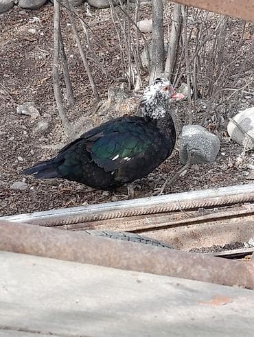 kənd toyuqu: Dişi, | Lal ördək, Ətlik, Ödənişli çatdırılma, Rayonlara çatdırılma — 2