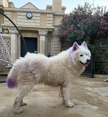 kangal itleri: Samoyed — 10